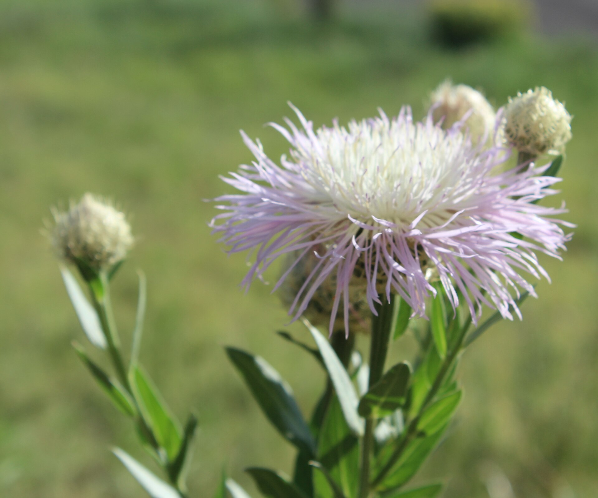 American Basketflower