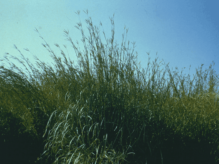 Big Bluestem