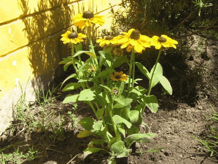 Blackeyed Susan