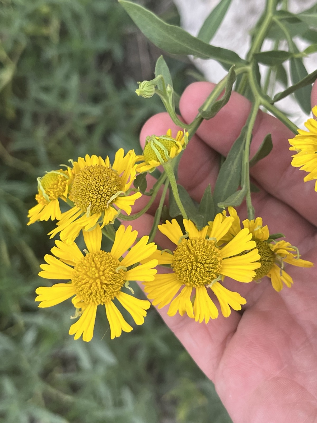 Common Sneezeweed
