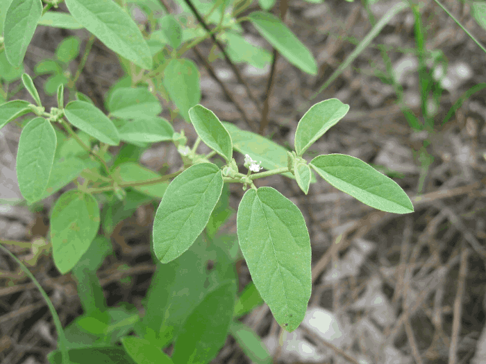 Prairie Tea