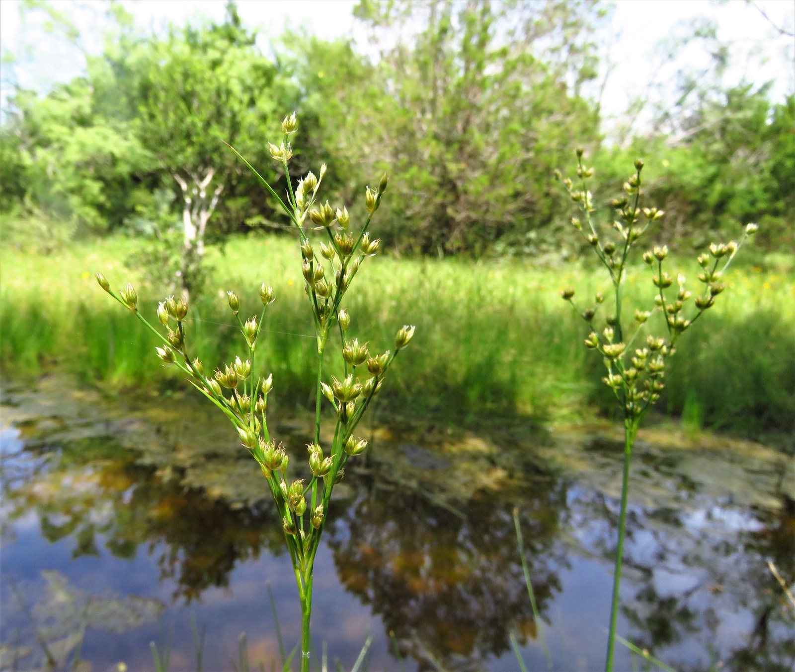 Grass-Leaved Rush