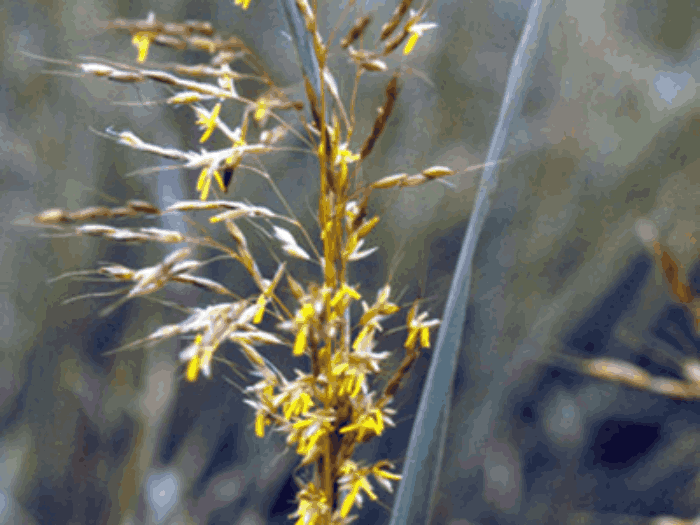 Indiangrass