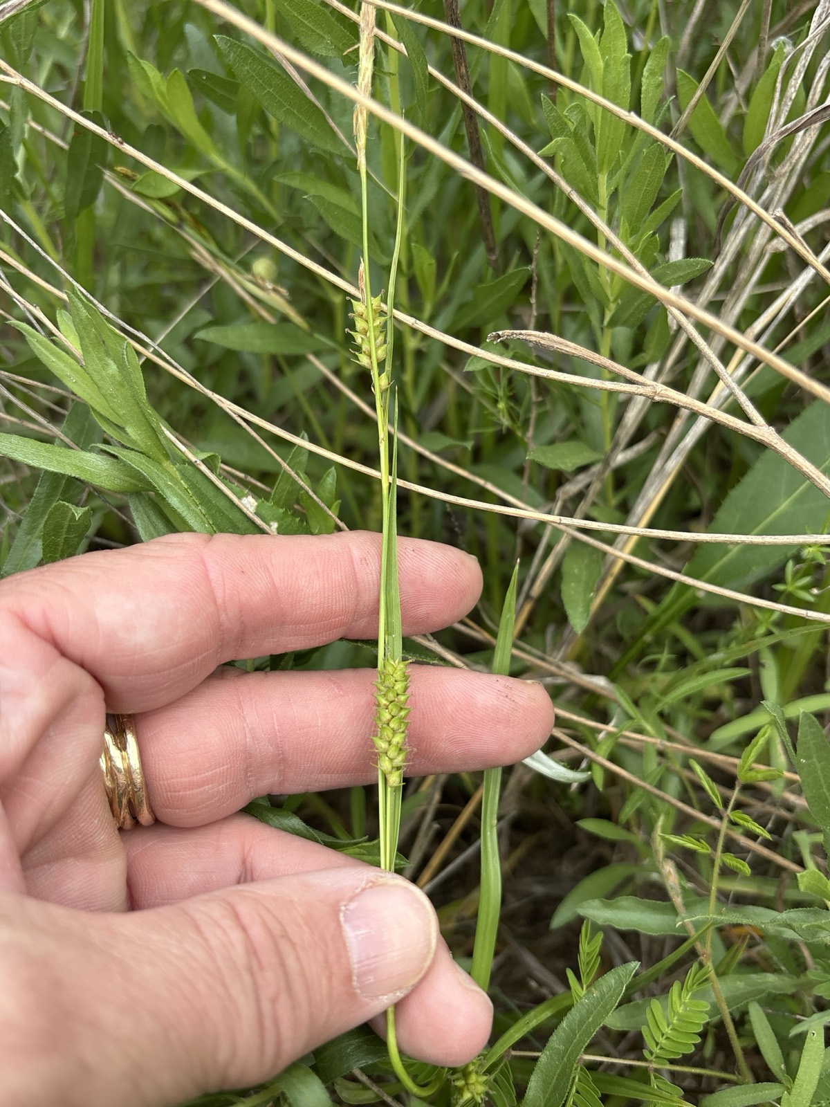 Littletooth Sedge