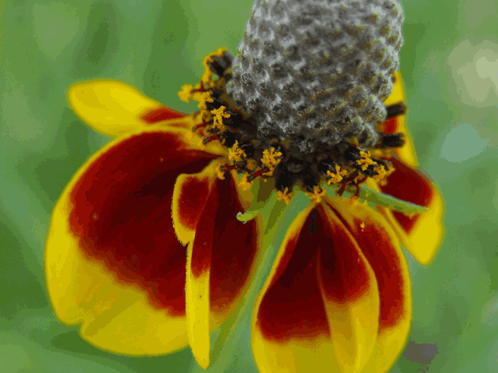 Mexican Hat