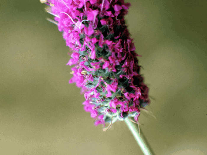 Purple Prairie Clover