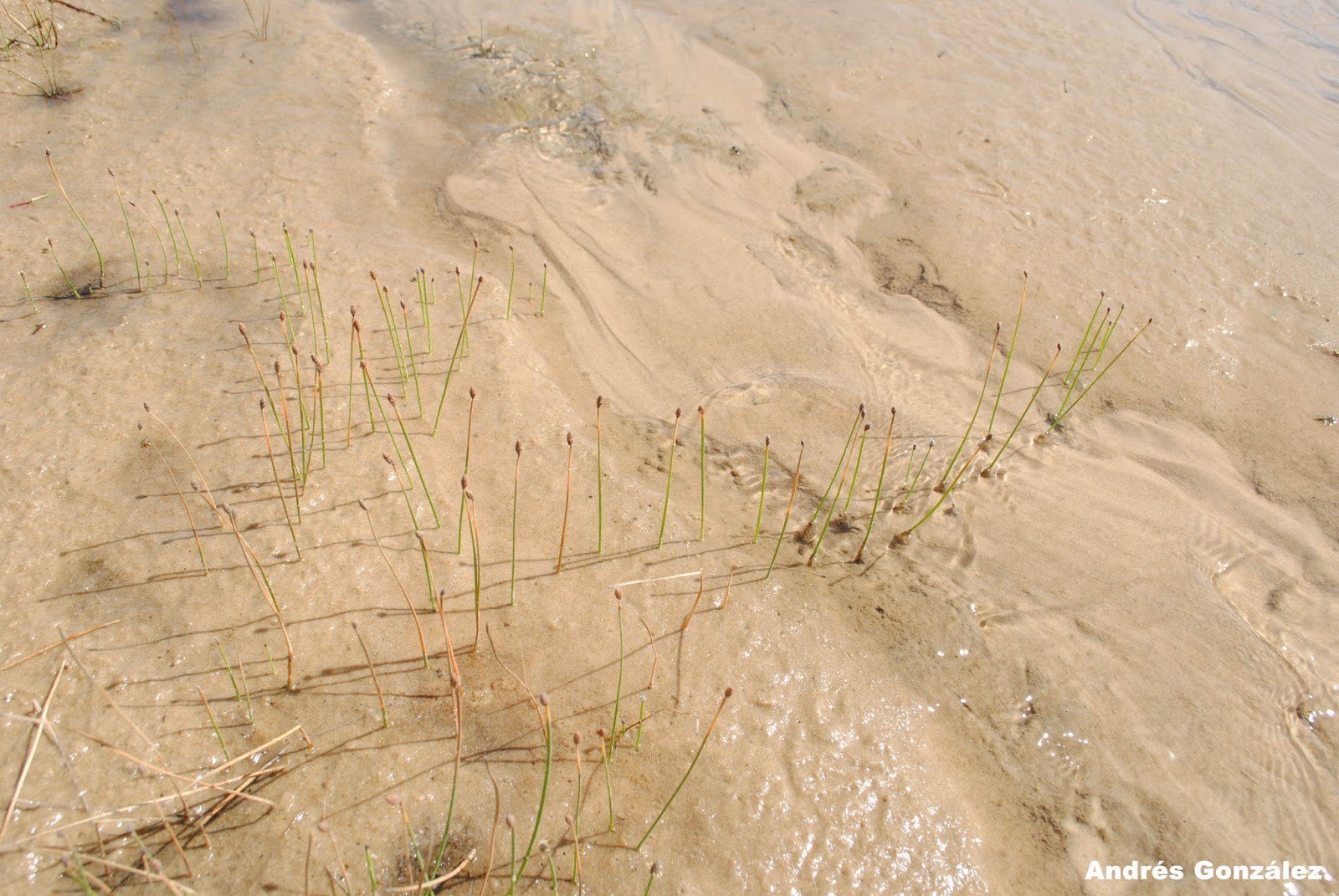 Sand Spikerush