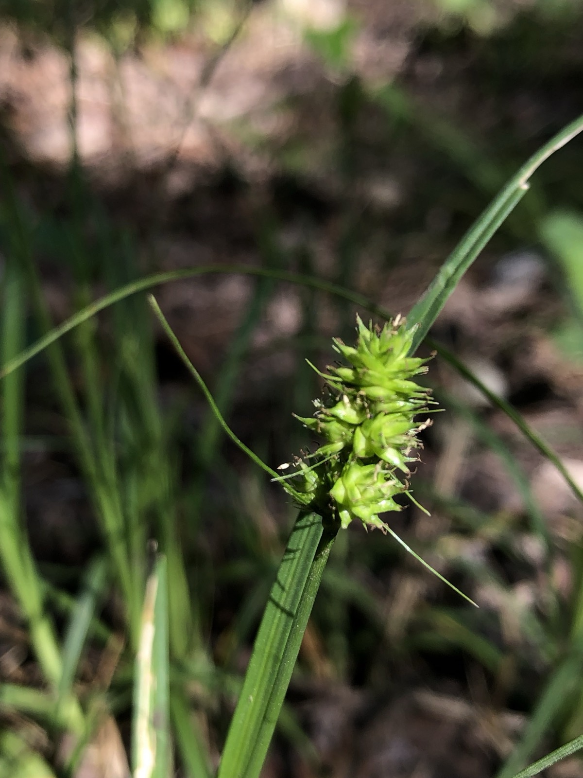 Texas Meadow Sedge