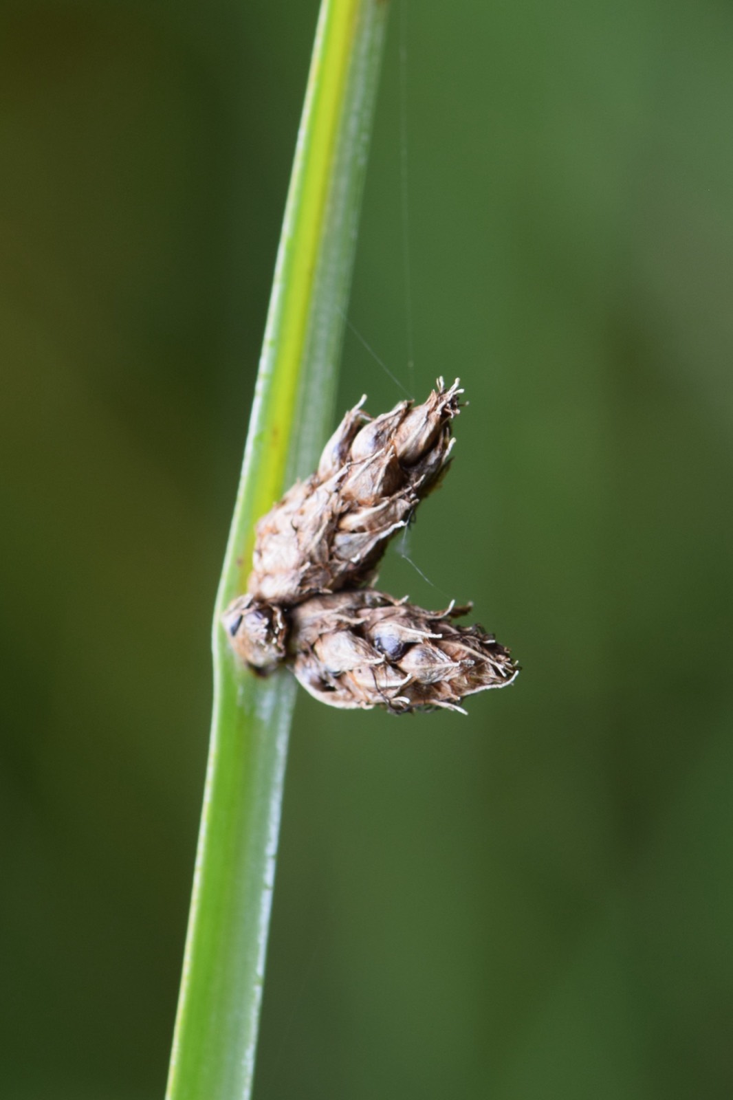 Three-Square Bulrush