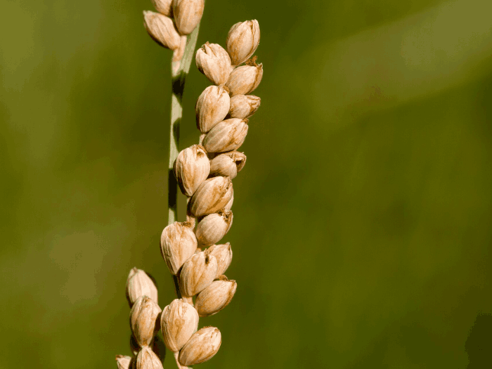 Vine Mesquite