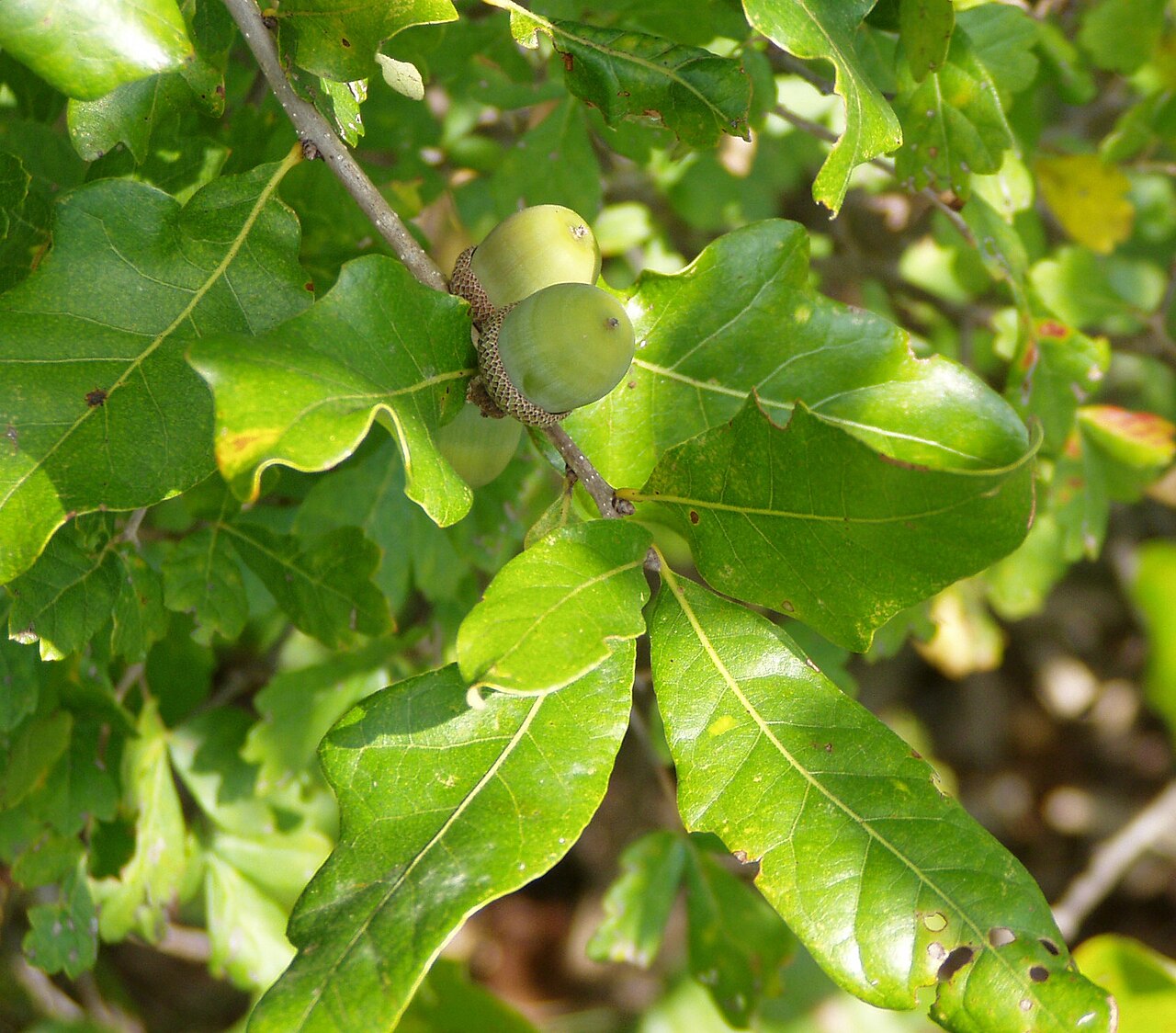 Post Oak — detail