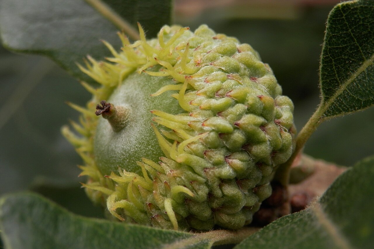 Bur Oak — detail