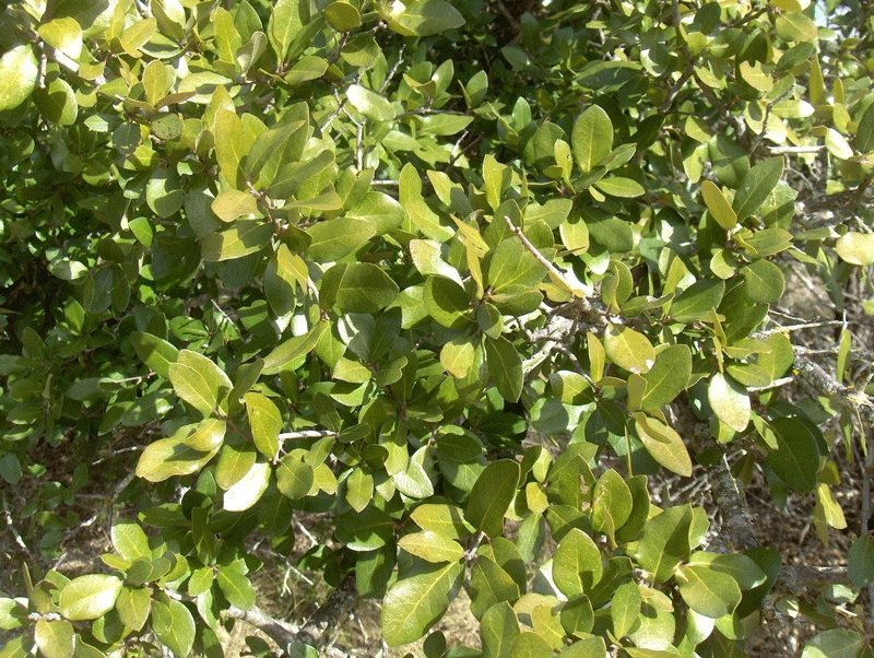 Live Oak