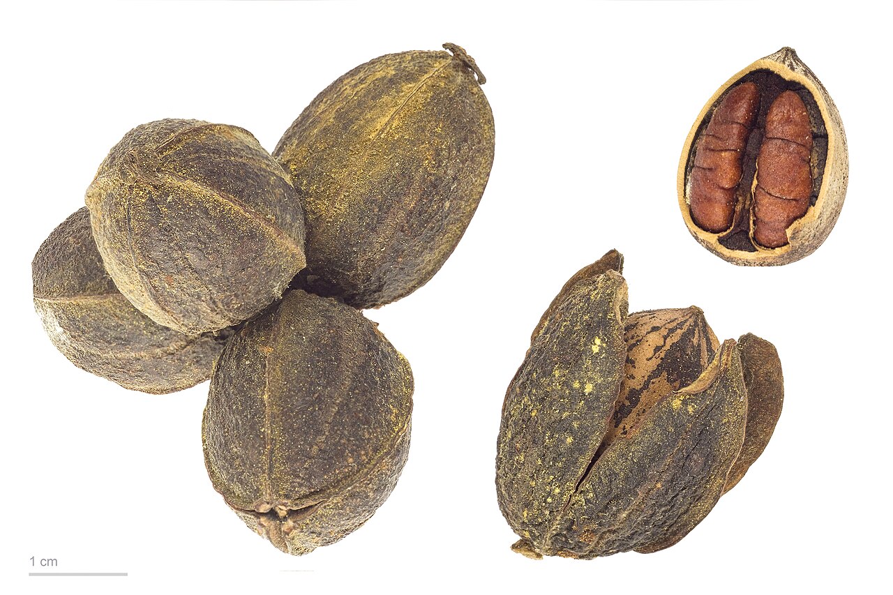 Pecan — detail