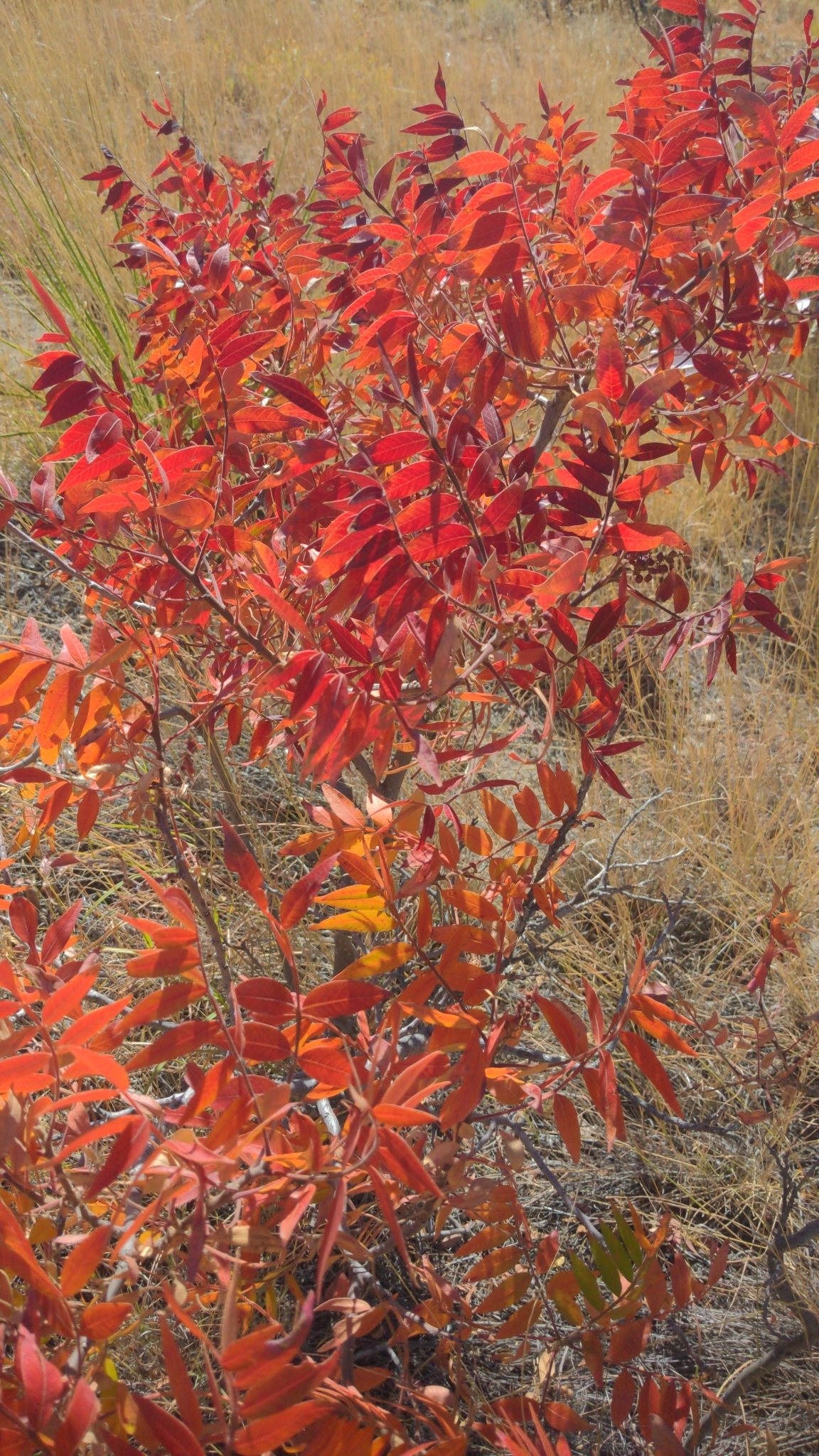 Flameleaf Sumac
