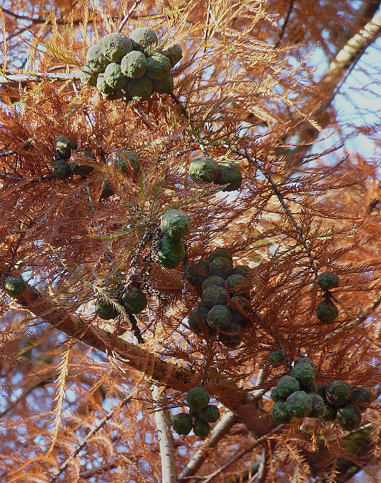 Bald Cypress — detail