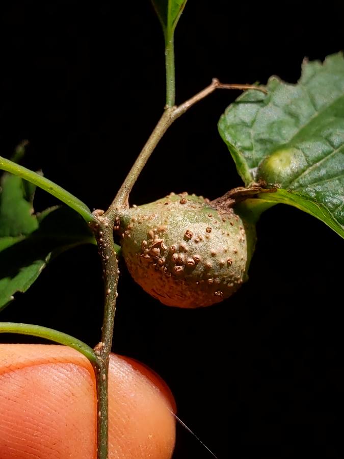 Sugarberry — detail
