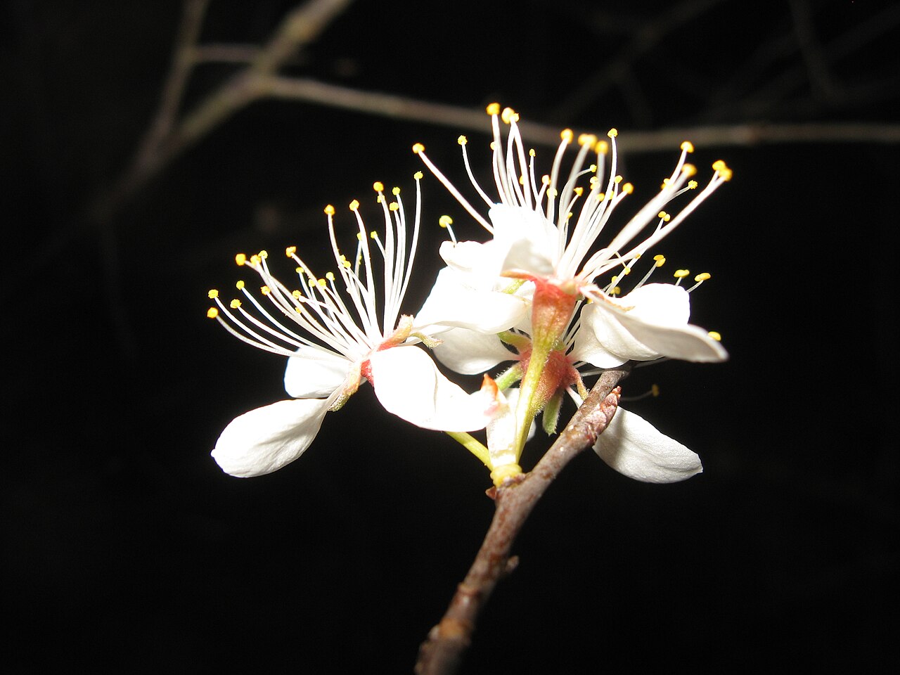 Mexican Plum — detail