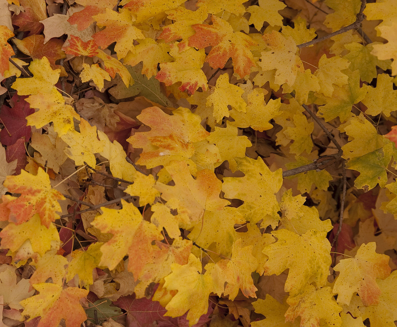 Bigtooth Maple — detail