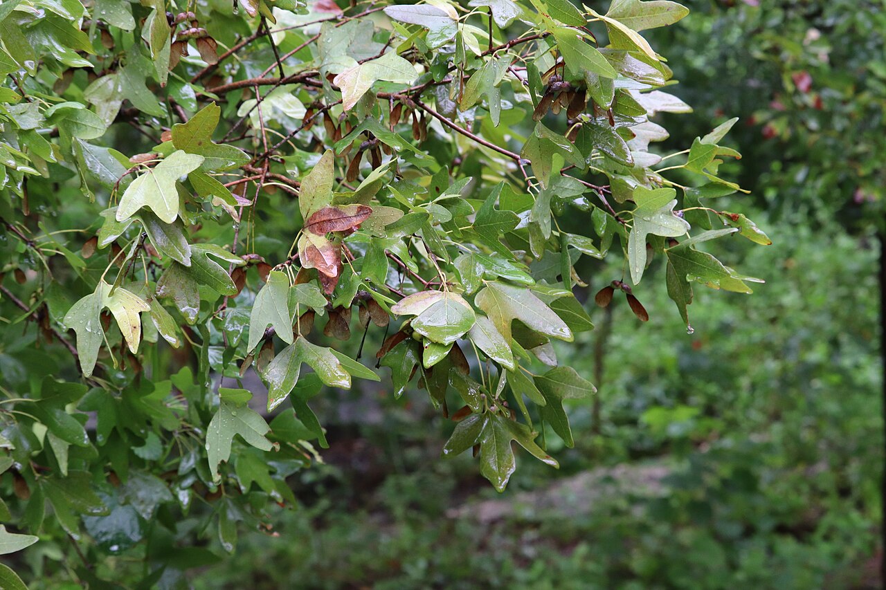 Bigtooth Maple