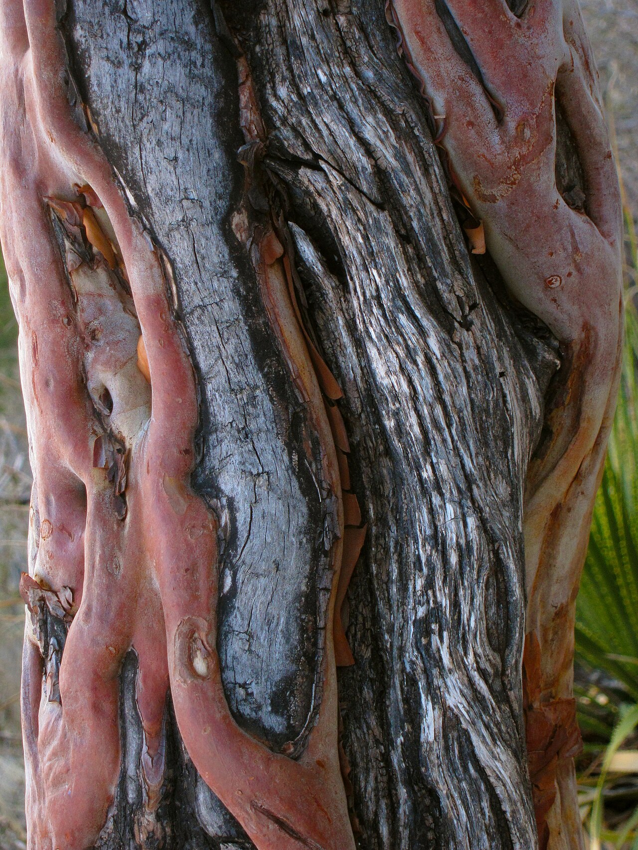 Texas Madrone — detail