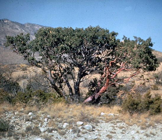 Texas Madrone