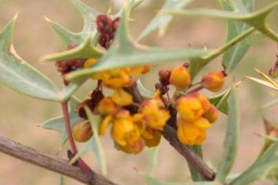 Agarita — detail