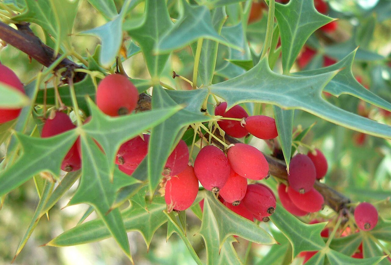 Agarita