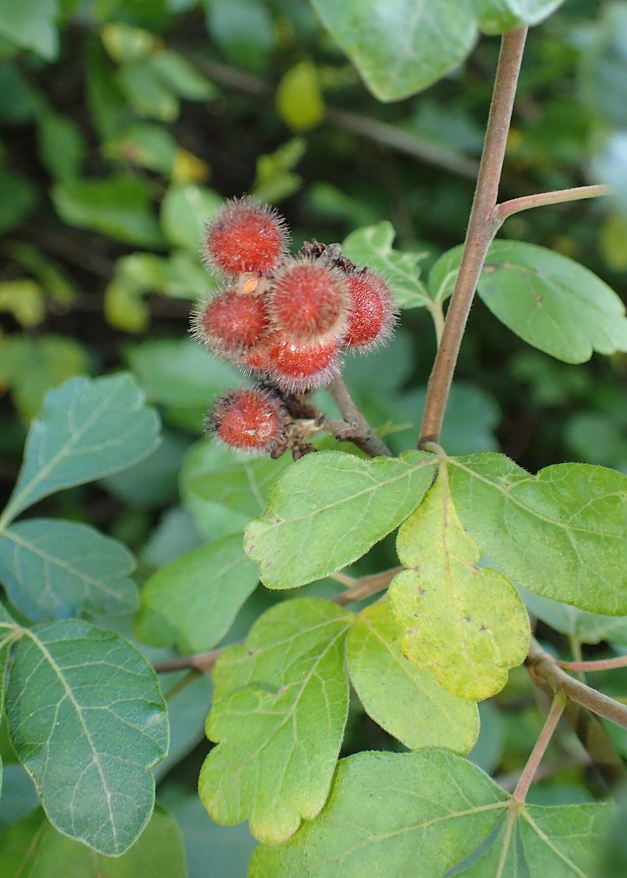 Fragrant Sumac — detail