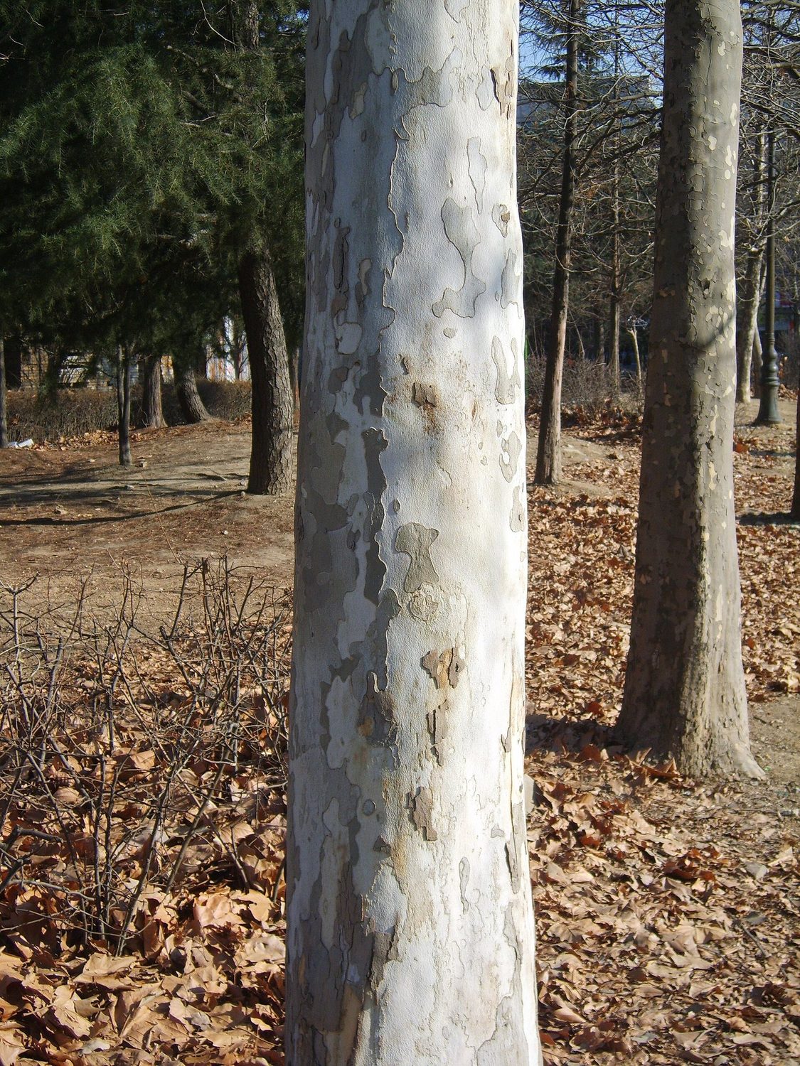 Texas Sycamore