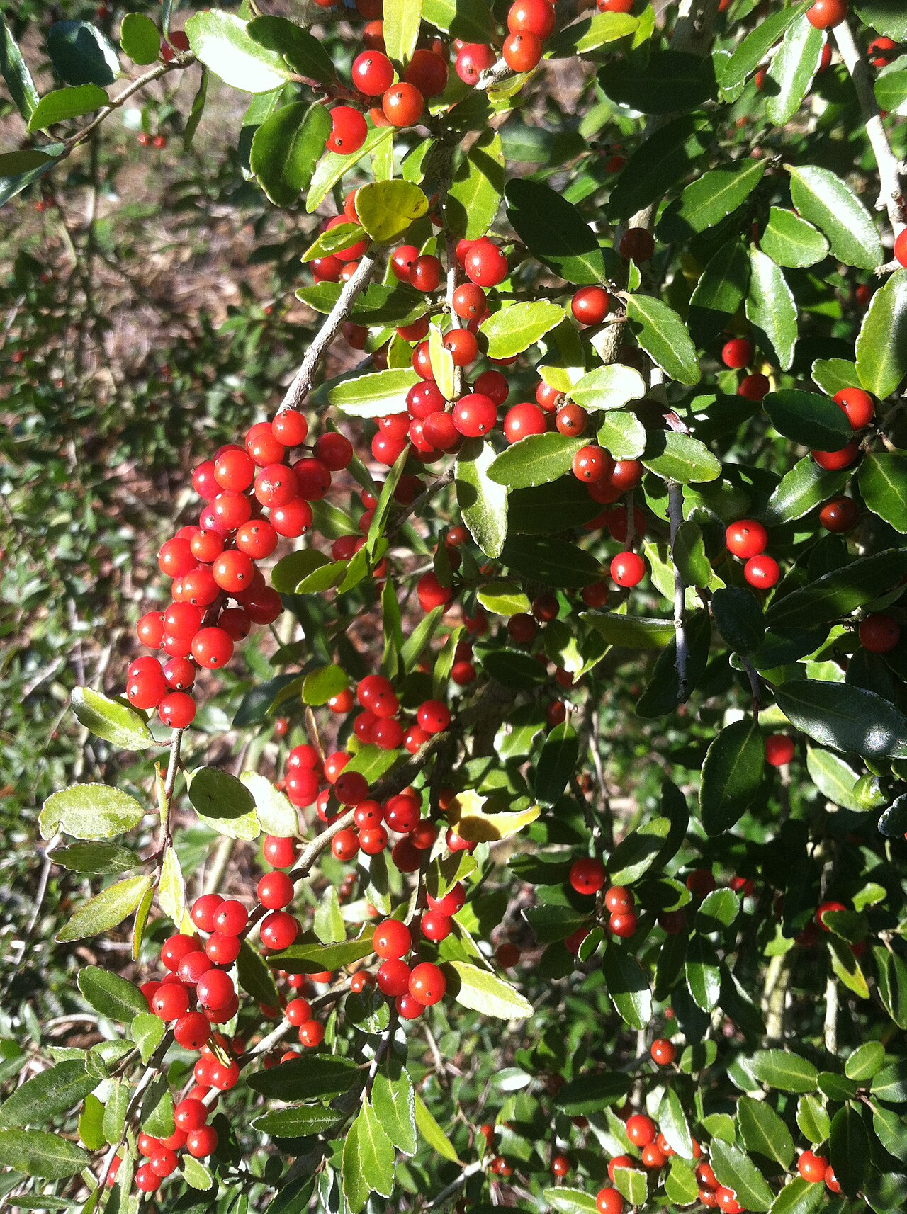 Yaupon Holly — detail