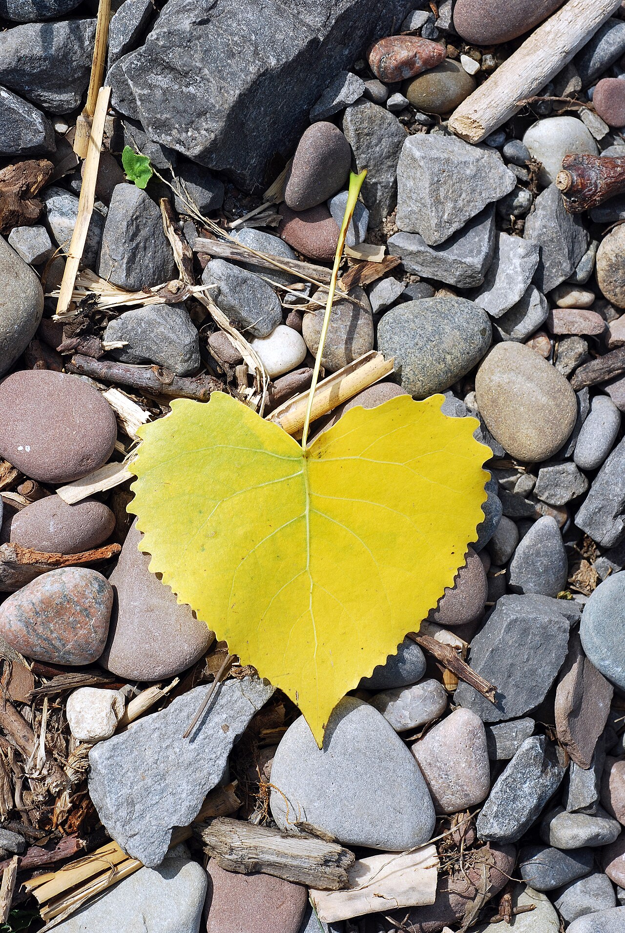 Eastern Cottonwood — detail