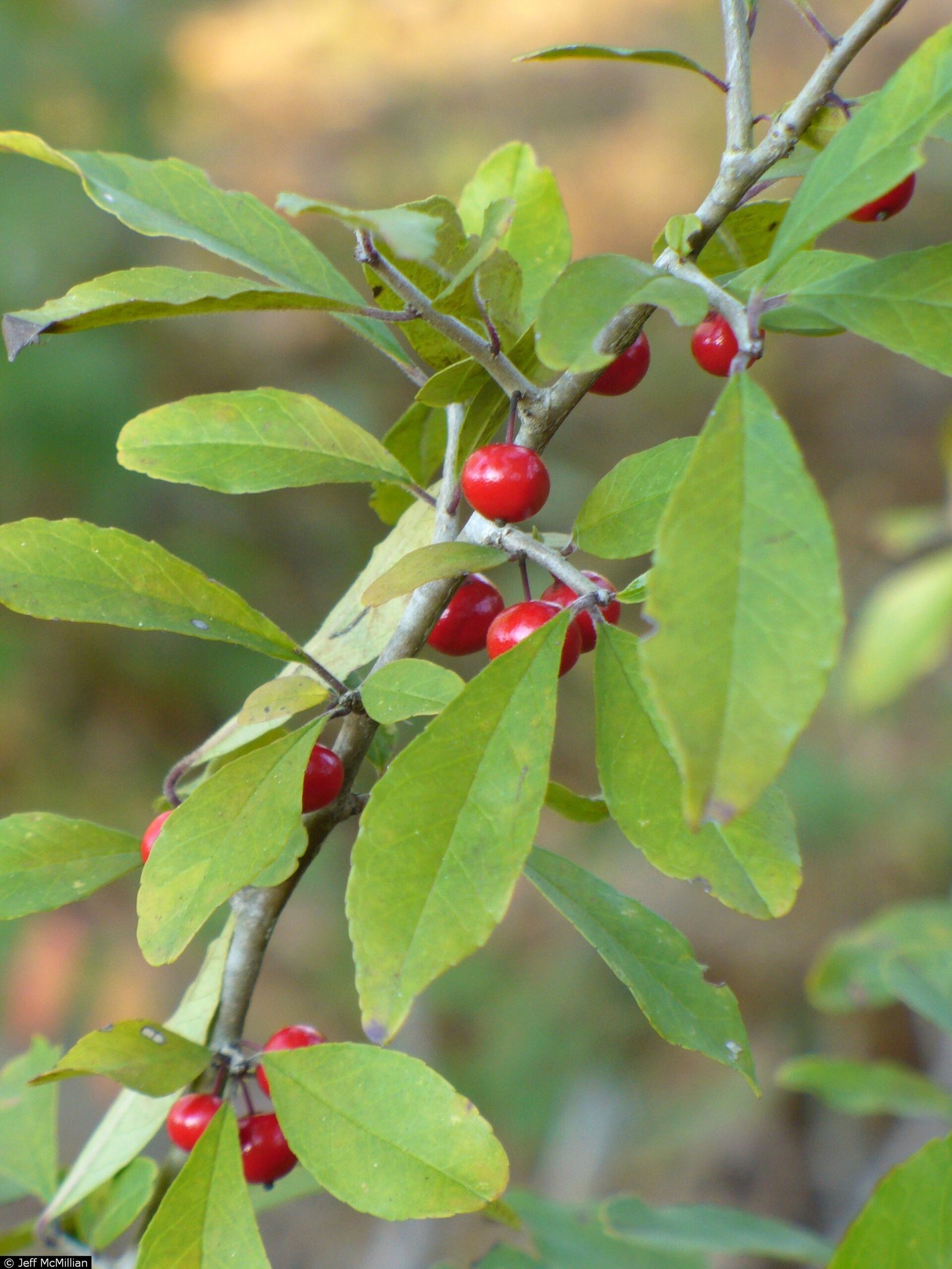 Possumhaw Holly — detail