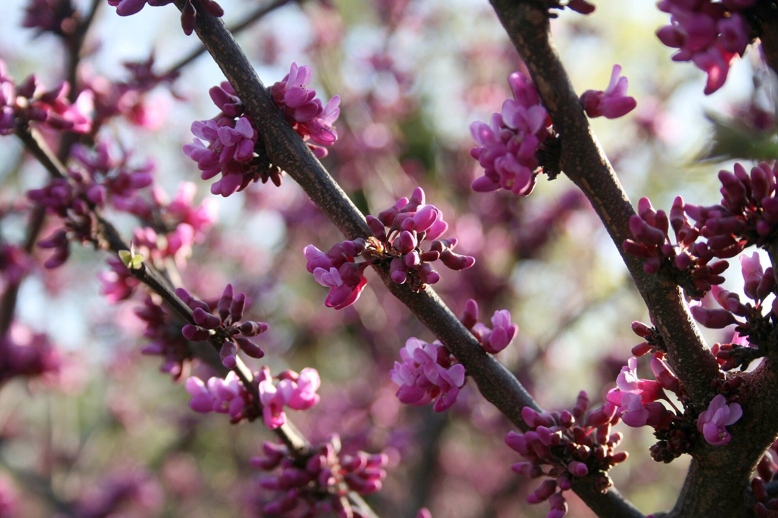 Texas Redbud