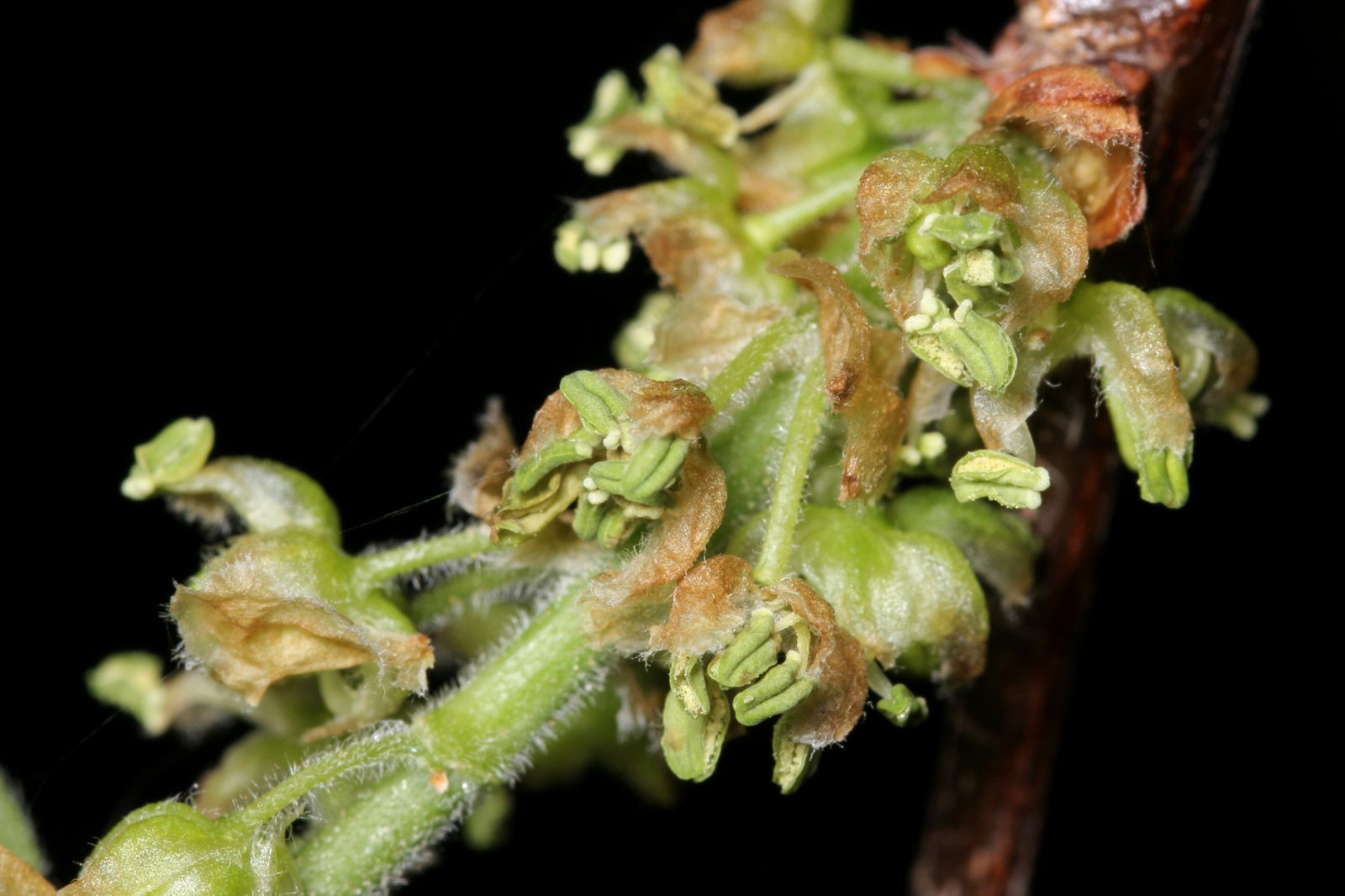 Netleaf Hackberry — detail