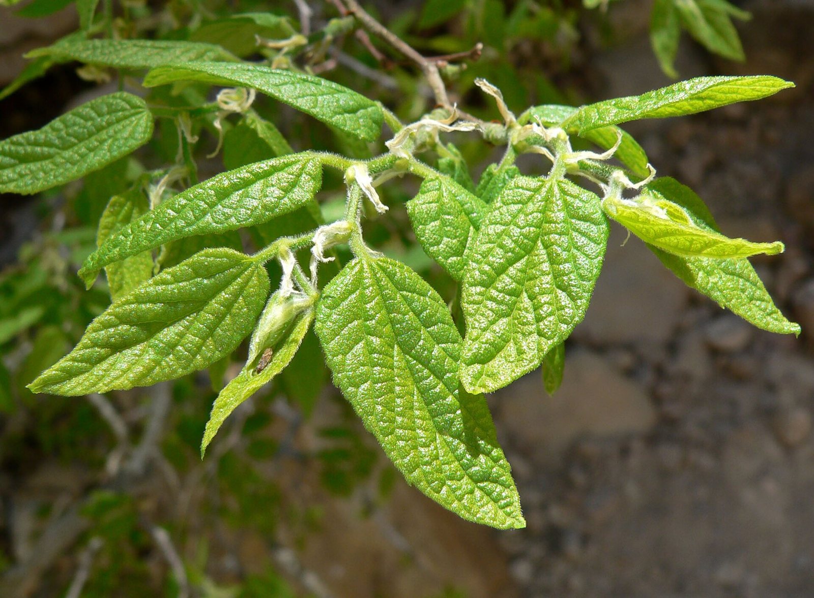 Netleaf Hackberry
