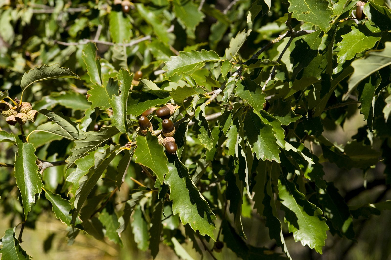 Chinkapin Oak