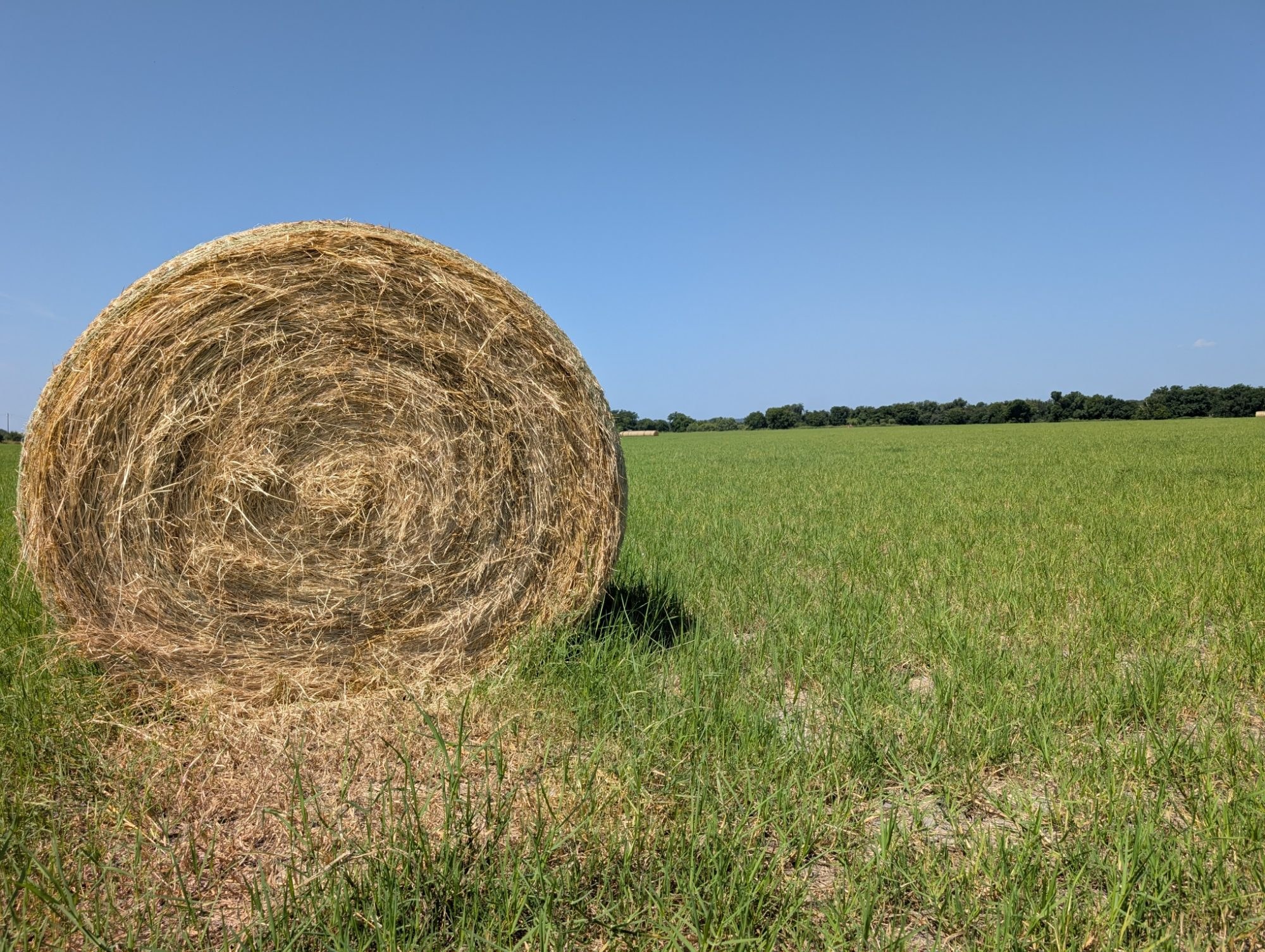 A round bale of Tifton 85 hay on the green field, tree line on the horizon